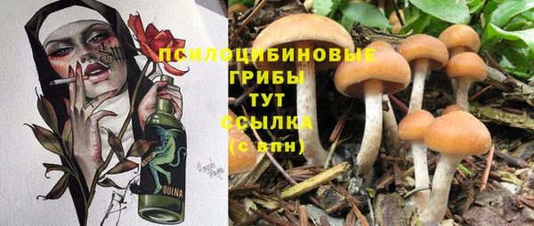 ГАЛЛЮЦИНОГЕННЫЕ ГРИБЫ Аркадак